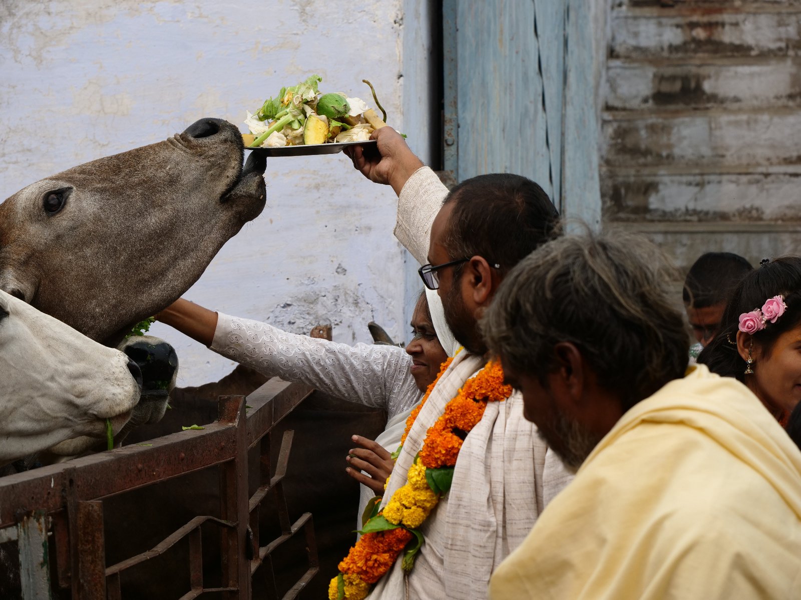  260 Gopashtami Radha kunda Govardhan 19.11.04